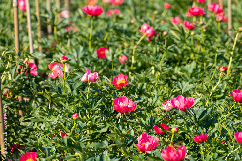 Blossom of pink peony flowers on farm field in Netherlands