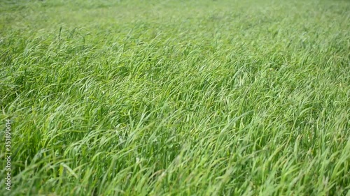 Wallpaper Mural 強風 Torontodigital.ca