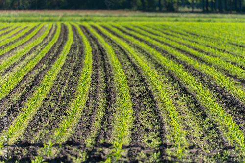 Farmer field with rows of young green corn plants