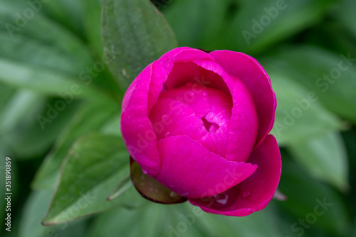 Wallpaper Mural Blossom of pink peony flowers Torontodigital.ca