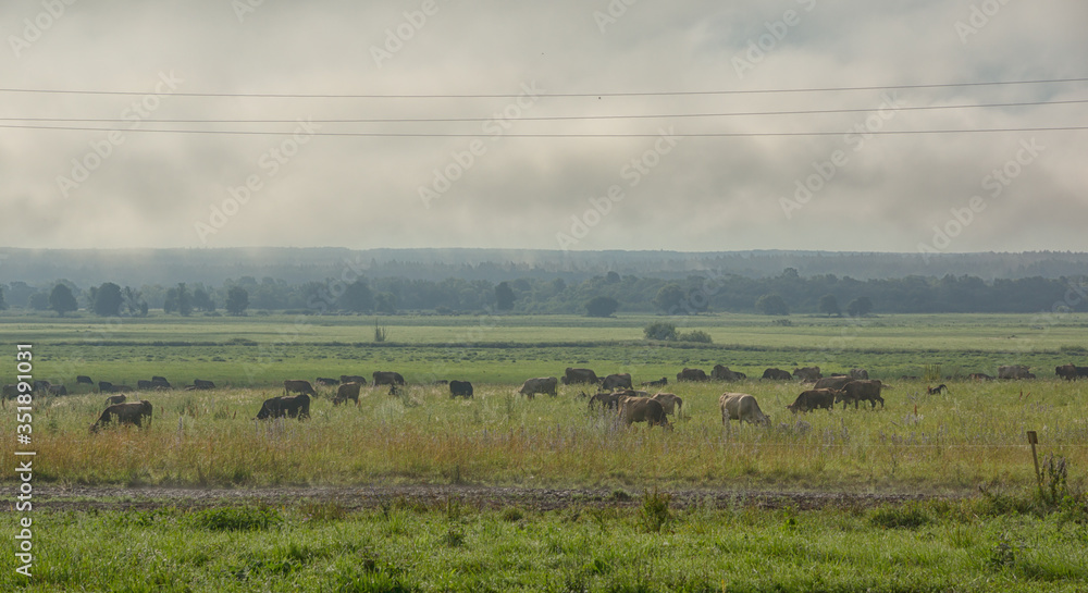 cows in a meadow in the Kaluga region cows in a meadow in the Kaluga region