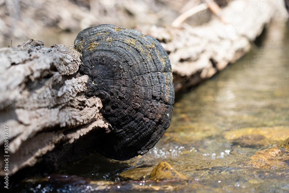 Fototapeta premium Fungus on log in stream