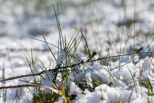 Fresh snow on grass