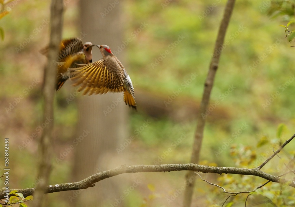 Fototapeta premium Northern flicker during breeding time. Natural scene from Wisconsin state park.