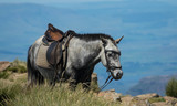 Horse Riding Holidays, Riding through the Lesotho highlands

