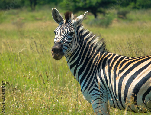 Zebra in the grass nature habitat  National Park of Africa. Wildlife scene from nature.