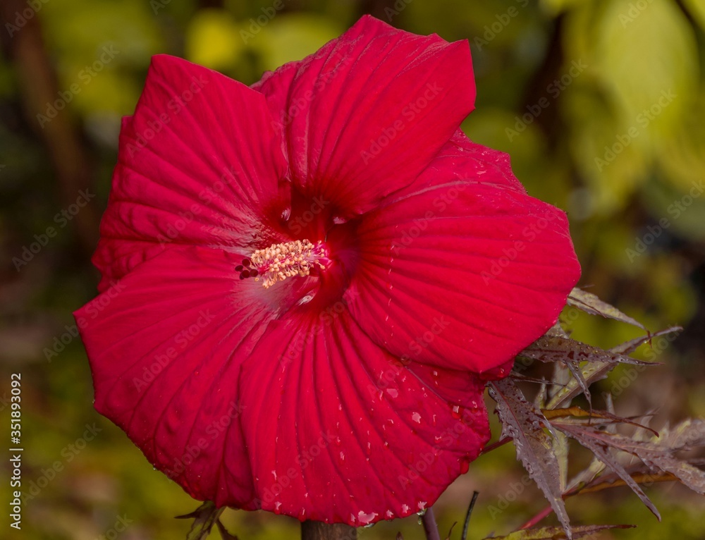 Czerwony kwiat hibiskusa - obrazy, fototapety, plakaty 