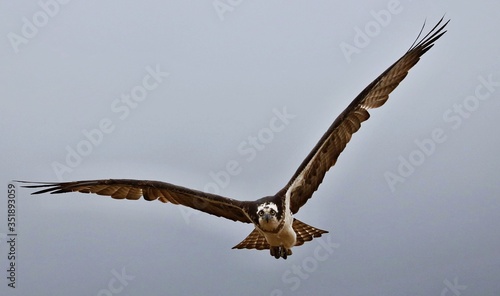 Osprey - It is a large raptor, reaching more than 60 cm in length and 180 cm across the wings. 