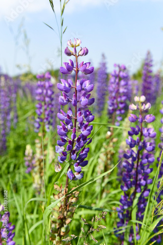 Lupin plant close up in Sunny weather