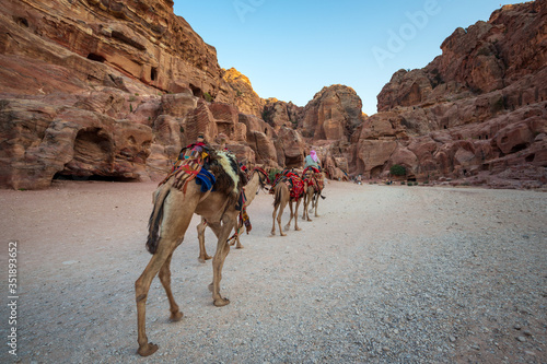 camel in the desert petra jordan