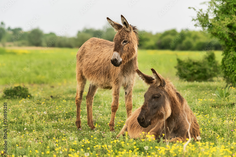 A mother donkey and her baby in farm. Two cute donkeys in the field A mother donkey and her baby in farm. Two cute donkeys in the field