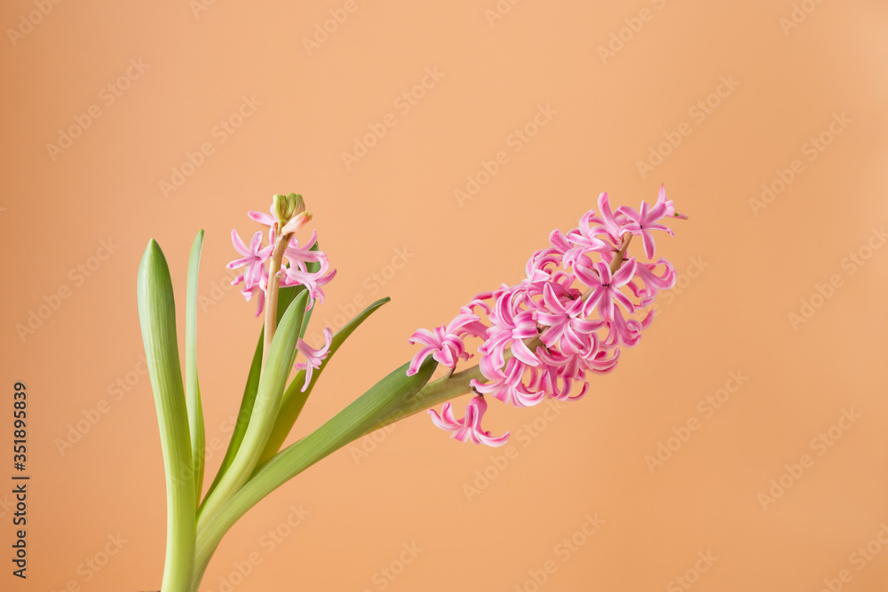 Hyacinth inflorescence with small pink flowers on an orange Hyacinth inflorescence with small pink flowers on an orange
