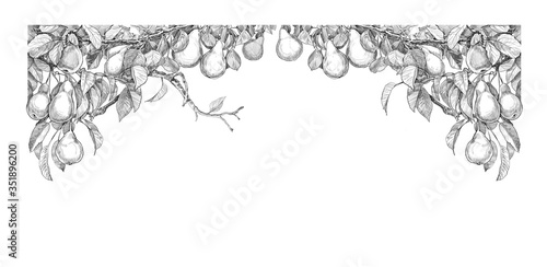 sketch of pear branches on a white background. engraving or drawing.