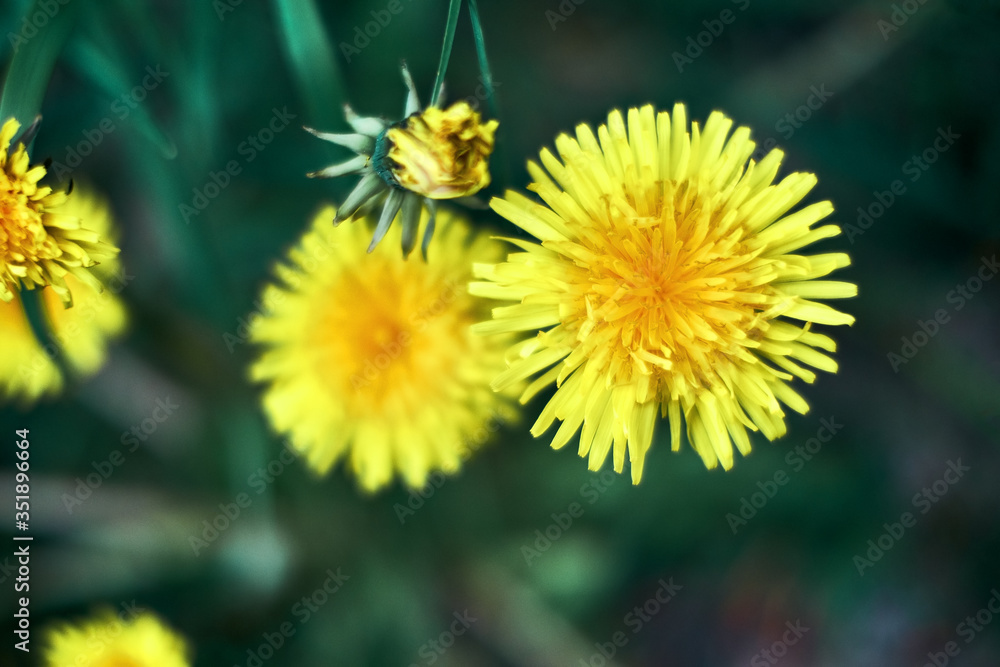 Macro photo of a yellow blooming dandelion flower, close-up on a dark green background. Fresh spring flowers from a bird perspective, shallow depth of field for a wallpaper. Macro photo of a yellow blooming dandelion flower, close-up on a dark green background. Fresh spring flowers from a bird perspective, shallow depth of field for a wallpaper.