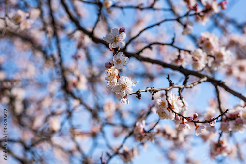 Fototapeta Naklejka Na Ścianę i Meble -  Blooming apricot on a warm spring April day.