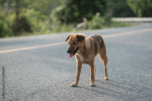 Stray dogs live on the roads in the forest Dirty and hungry  waiting for food.