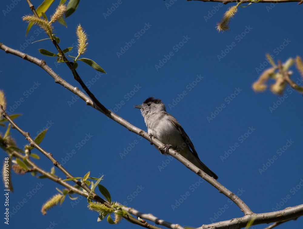 Fototapeta premium Eurasian Blackcap singing on a branch in a park in Stockholm a sunny spring day