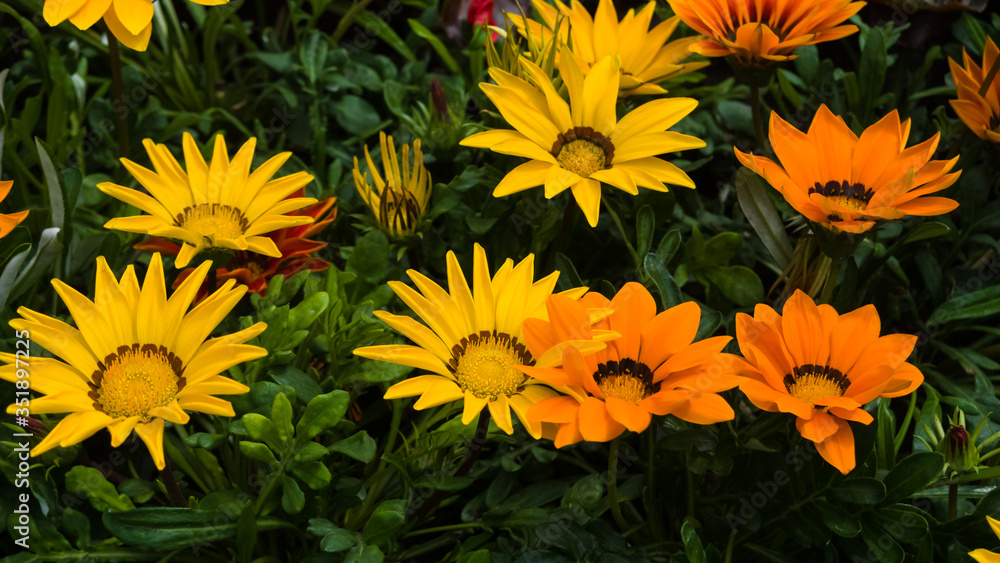 Gazania rigens yellow, orange and red flowers on the flower bed. May, Spring. Macro shooting, closeup Gazania rigens yellow, orange and red flowers on the flower bed. May, Spring. Macro shooting, closeup