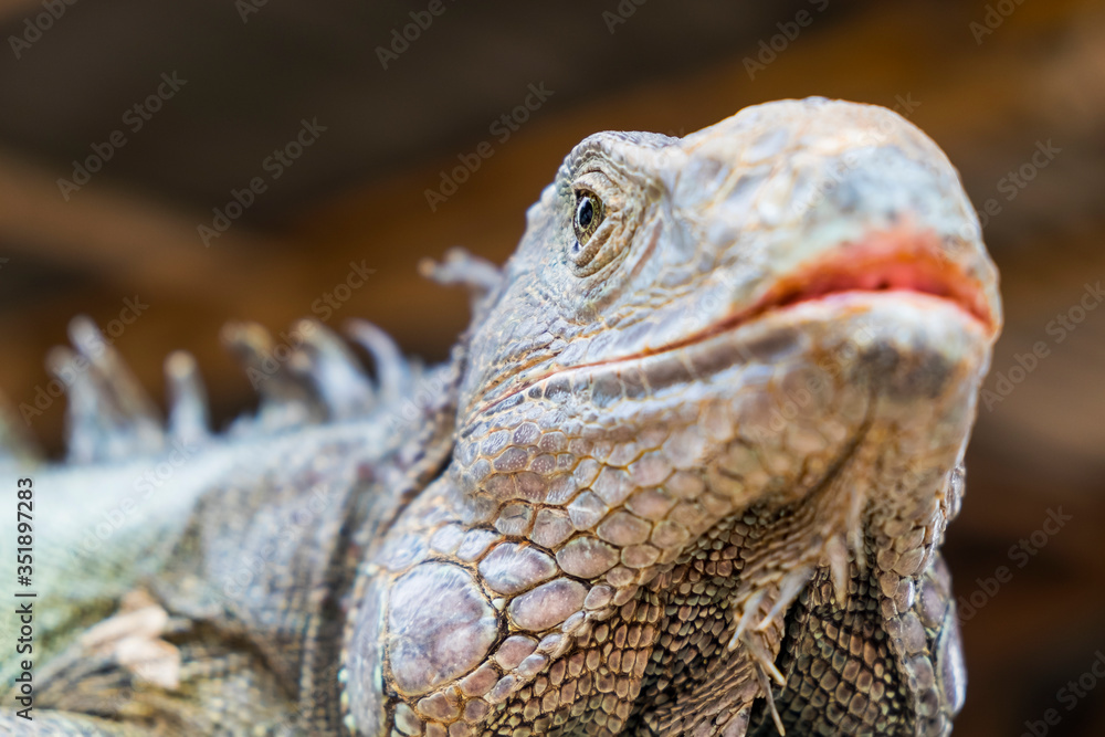 Obraz premium iguana