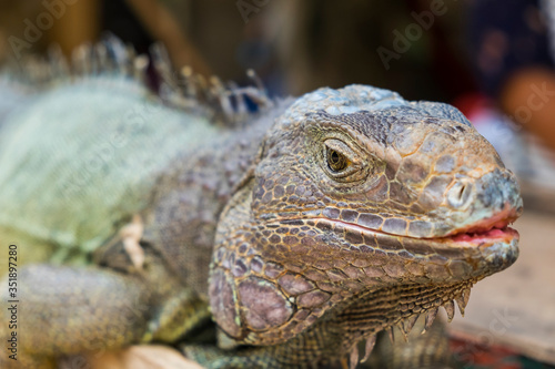 iguana