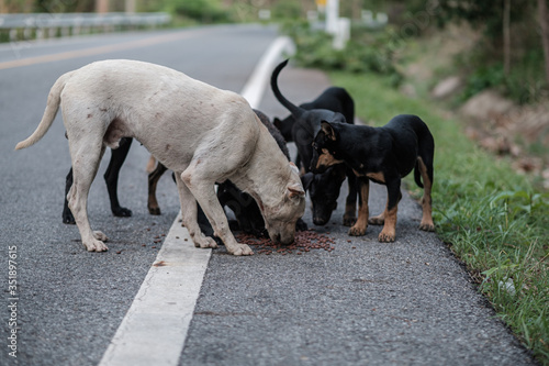 Foto Stray dogs live on the roads in the forest Dirty and hungry, waiting for food