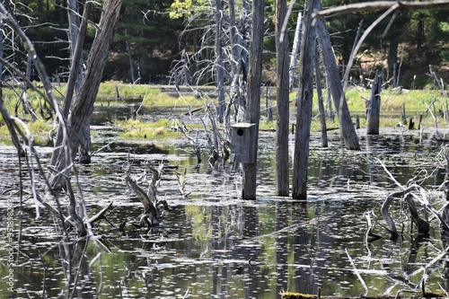 birdhouse in a swamp