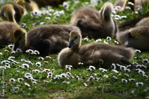 canada goose family © Sam