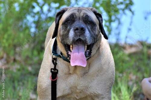 portrait of a mastiff