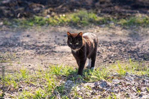 A homeless cat walks along the street, where there is a little green and grass and a little singe