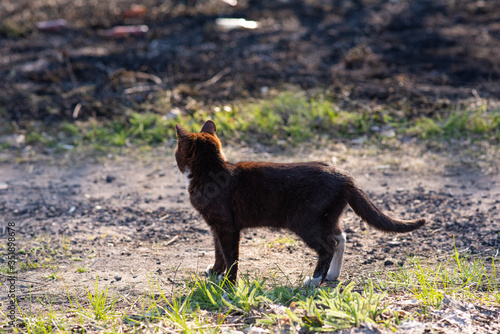 A homeless cat walks along the street  where there is a little green and grass and a little singe