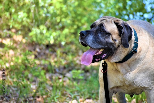 portrait of an english mastiff