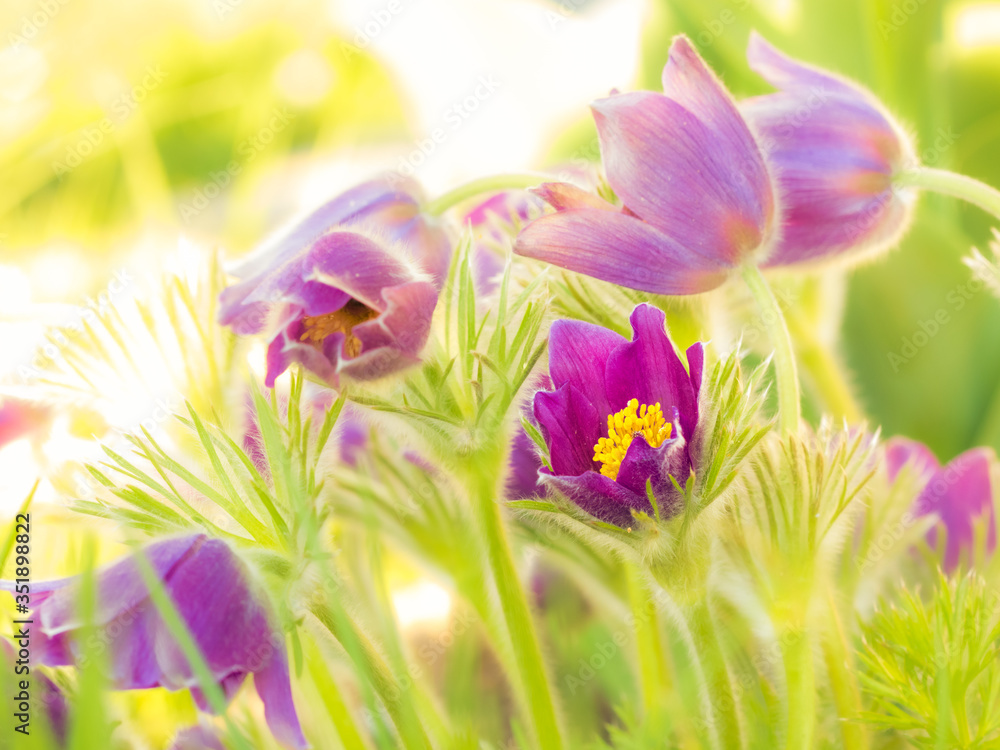 Fototapeta premium Küchenschelle