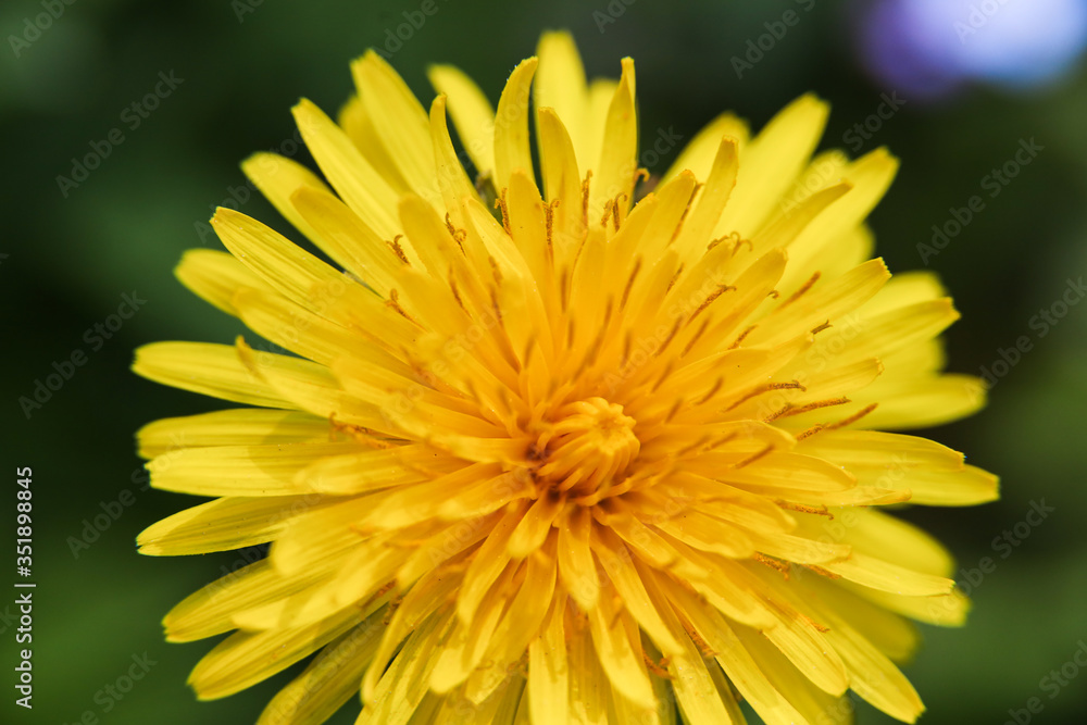 Top angle macro view onto fresh petals of Dandelion flower on fresh green background Top angle macro view onto fresh petals of Dandelion flower on fresh green background