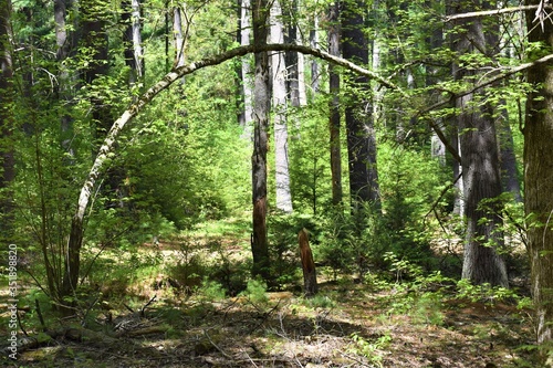 green forest in the morning