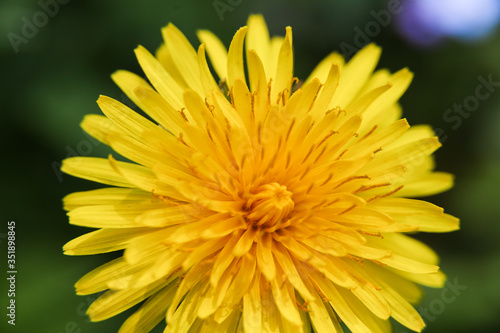 Top angle macro view onto fresh petals of Dandelion flower on fresh green background