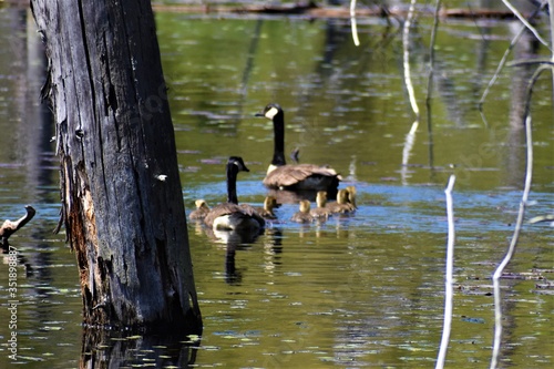 geese on the lake