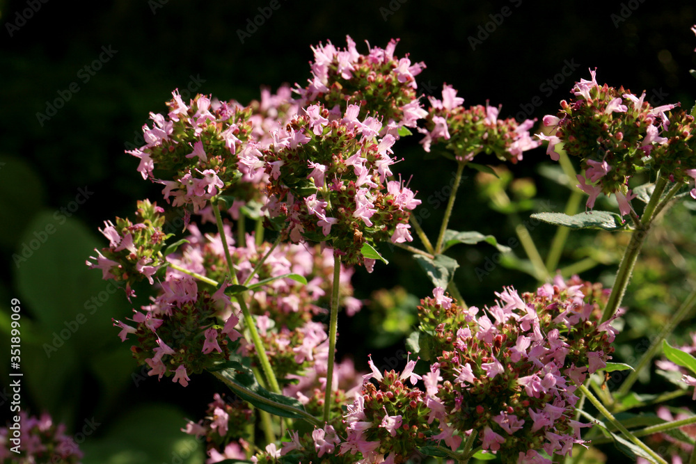 Oregano flowering plant and perennial herb. Medicinal and herbal plant. Macro photography. 