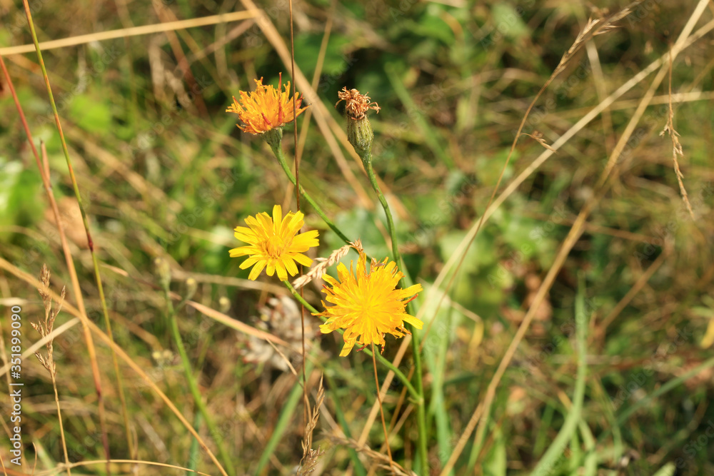 Yellow Hypochaeris radicata on wild meadow. Medicinal and herbal plant. Yellow Hypochaeris radicata on wild meadow. Medicinal and herbal plant.