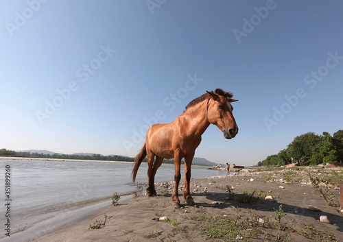 horse on the beach © Manik