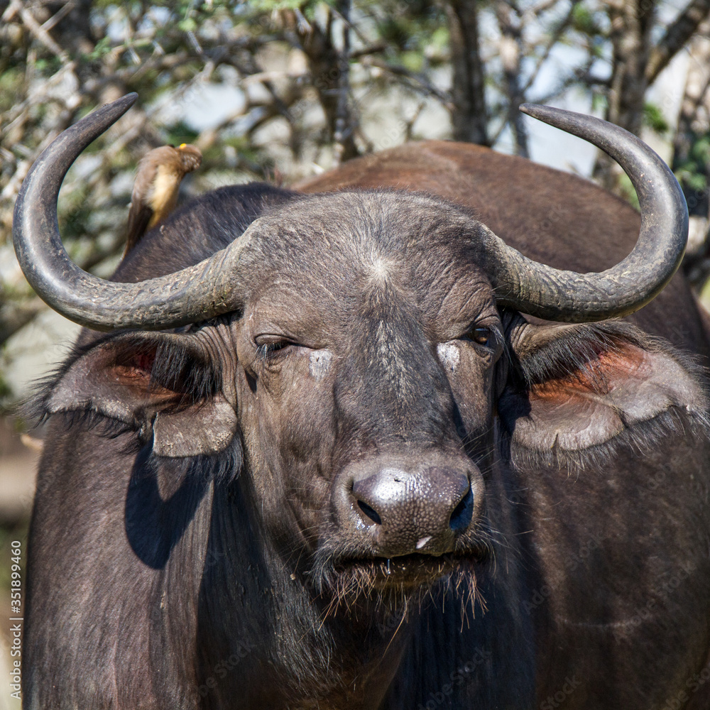 Portrait of head of Cape Buffalo in Kruger National Park Portrait of head of Cape Buffalo in Kruger National Park