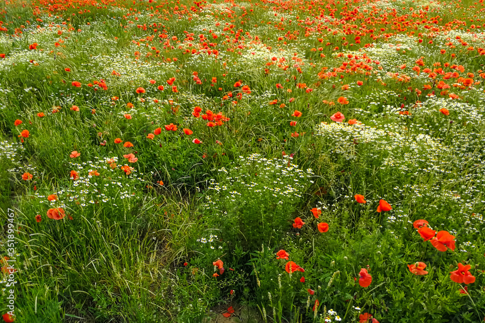 View over a field of wild poppy and chamomile flowers