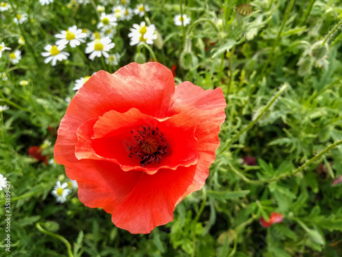 Wild flower of red poppy