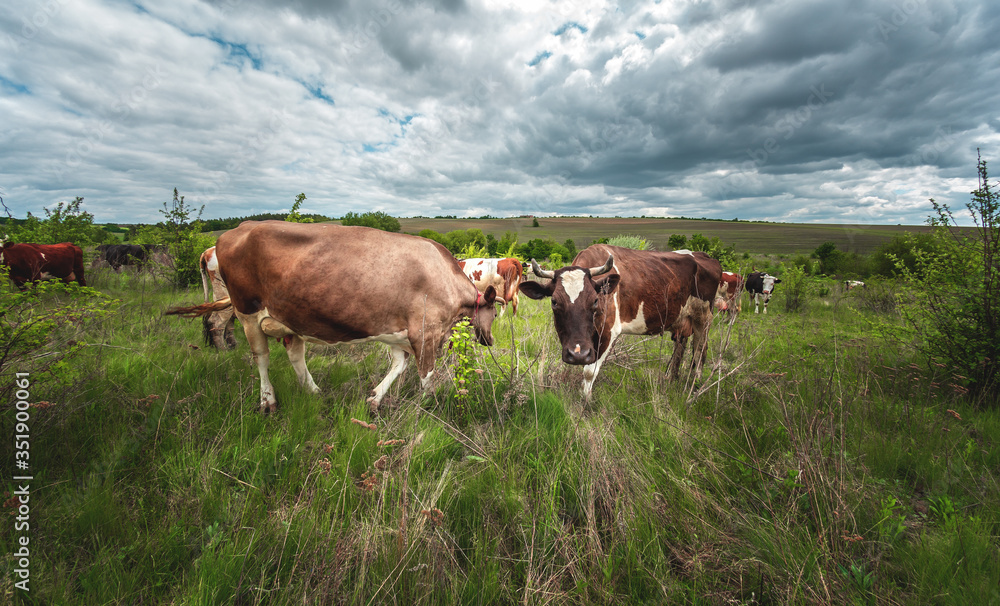 cows graze in a green meadow with bushes in cloudy weather cows graze in a green meadow with bushes in cloudy weather