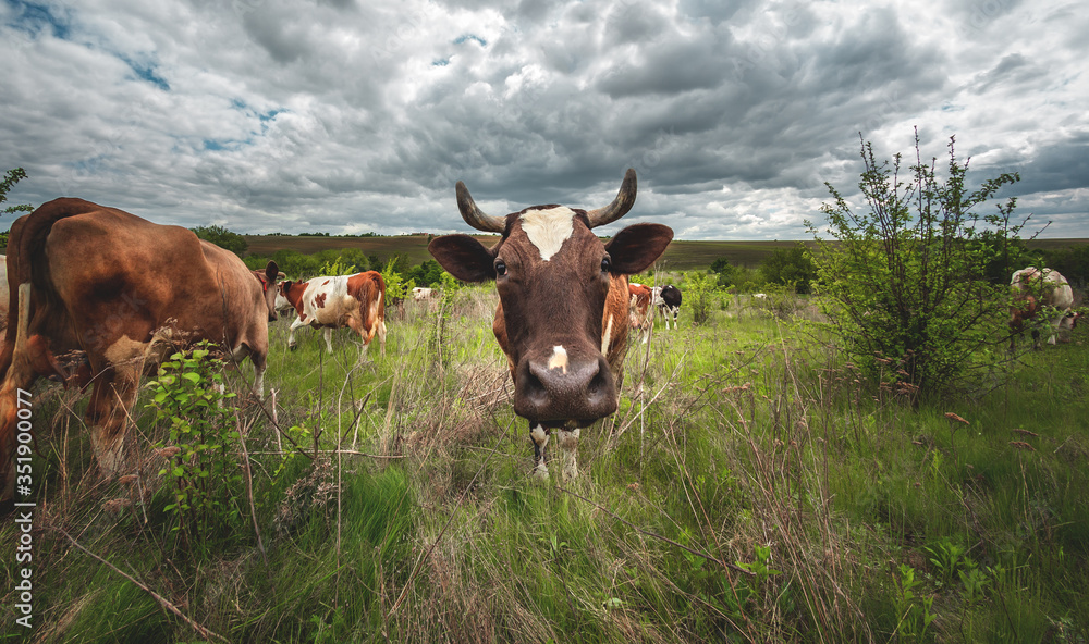 cows graze in a green meadow with bushes in cloudy weather