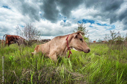 cows graze in a green meadow with bushes in cloudy weather