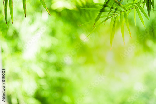 Closeup beautiful view of nature green bamboo leaf on greenery blurred background with sunlight and copy space. It is use for natural ecology summer background and fresh wallpaper concept.