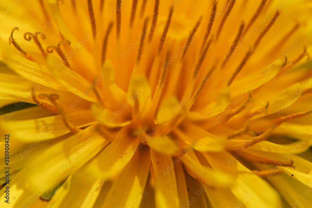 Top angle macro view onto fresh petals of Dandelion flower on fresh green background Top angle macro view onto fresh petals of Dandelion flower on fresh green background