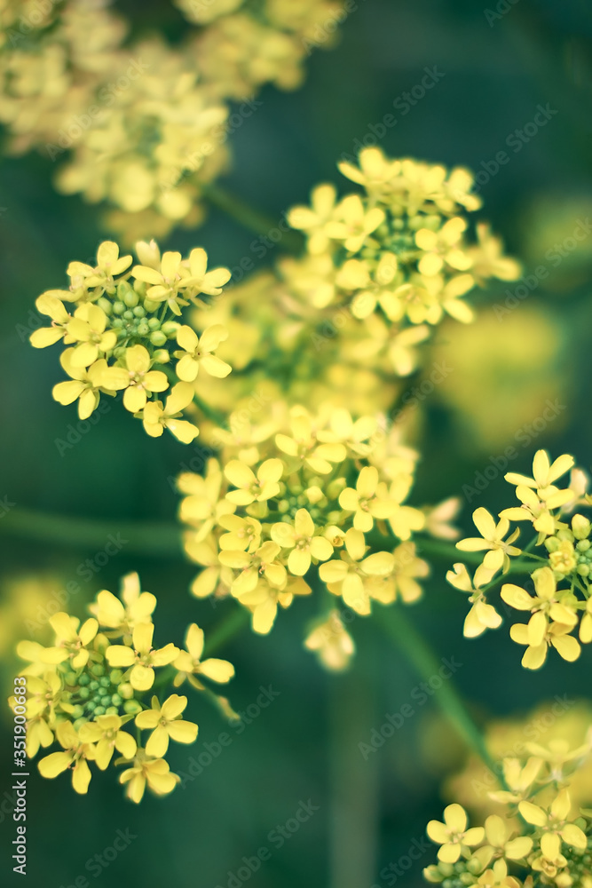Yellow rapseed flowers with dark green background. Bio canola. Colorful closeup with bookeh and shallow depth of field. Fresh spring flowers in the Month of May from Karlstadt - Bavaria, Germany