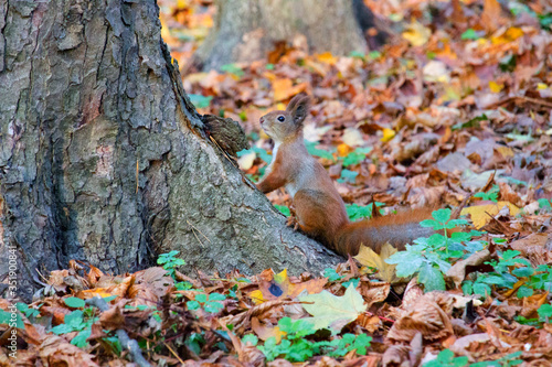Red squirrel in the autumn park