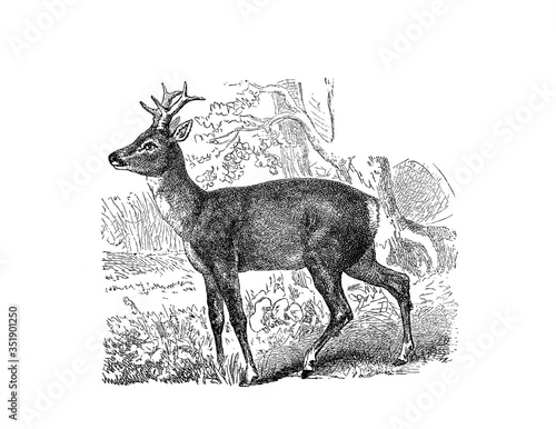 Illustration of a Roebuck in popular encyclopedia from 1890